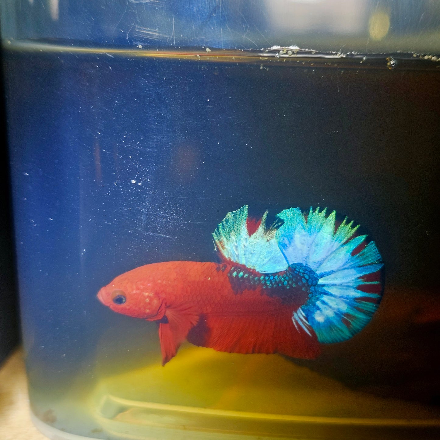 HELL BOY BETTA 260430