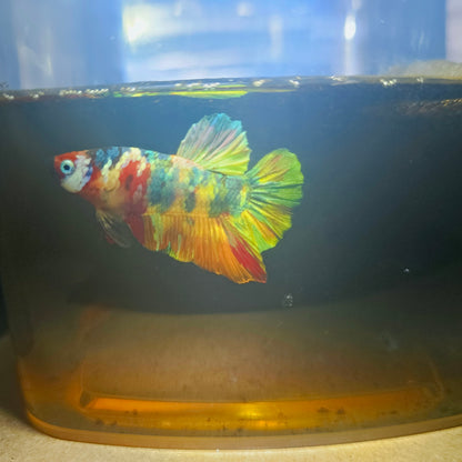 NEMO CANDY BETTA 260488