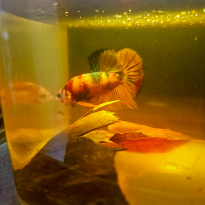 NEMO CANDY BETTA 260444