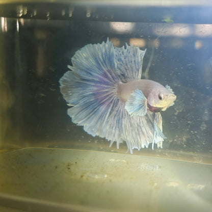Light Color Dumbo Rosetail Halfmoon Betta 2605A10