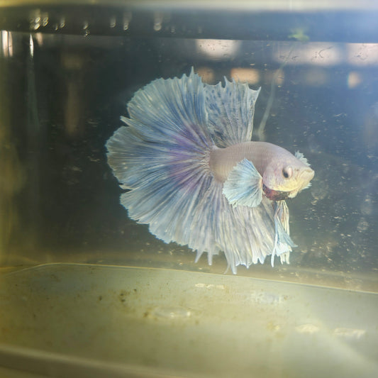 Light Color Dumbo Rosetail Halfmoon Betta 2605A10
