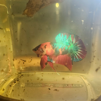 METALIC CANDY BETTA 260491