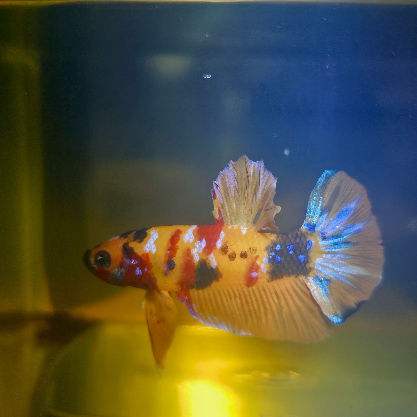 NEMO CANDY BETTA 260414