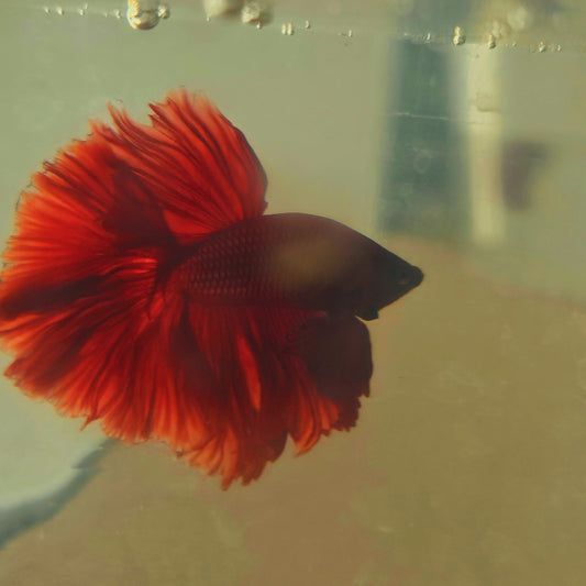 SOLID COLOR SPECIAL TAIL HALFMOON BETTA 260929 premium Betta Fish