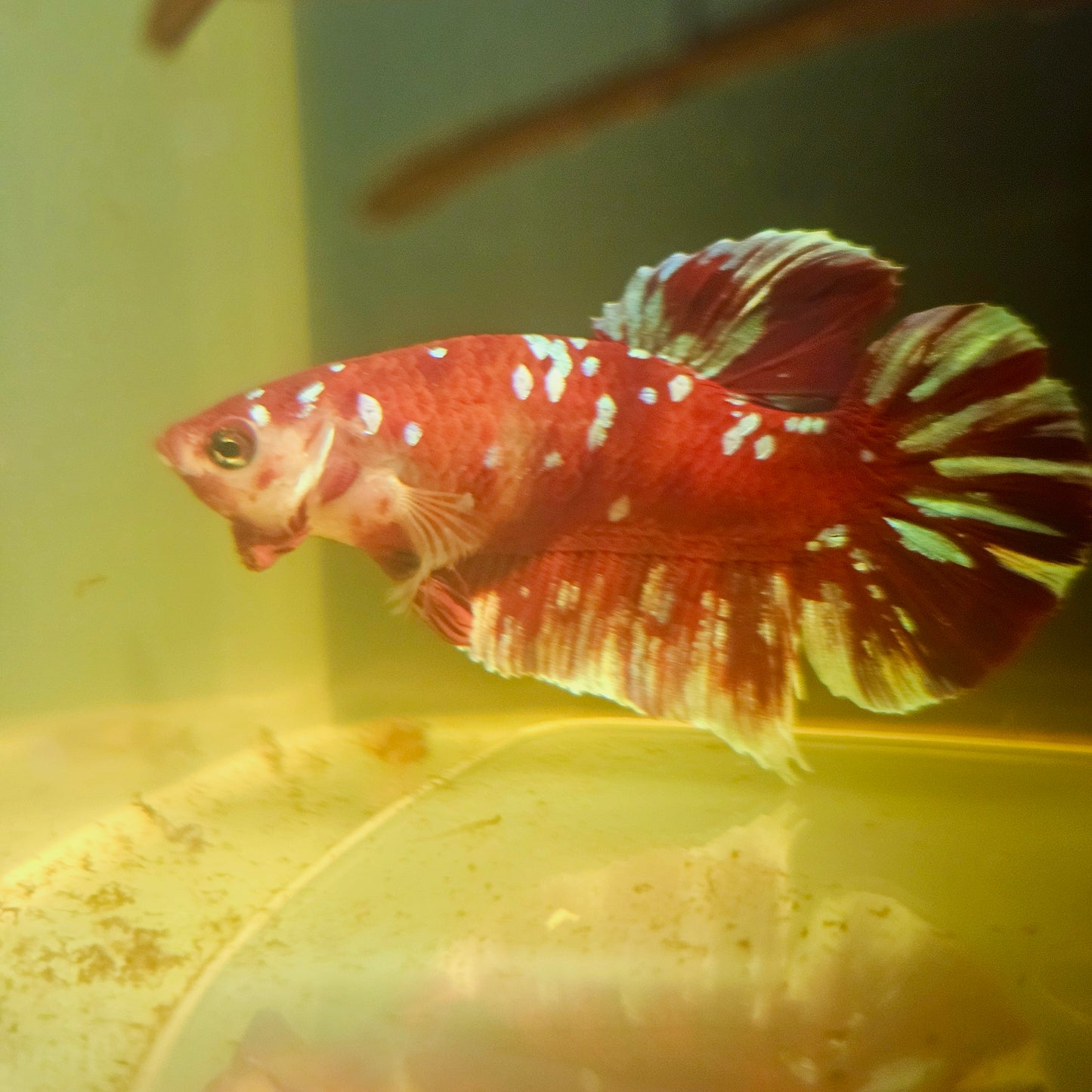 BARONGSAI BETTA 260497