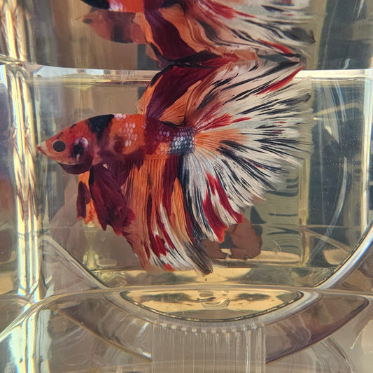 Nemo candy Halfmoon (L OHM) 250727