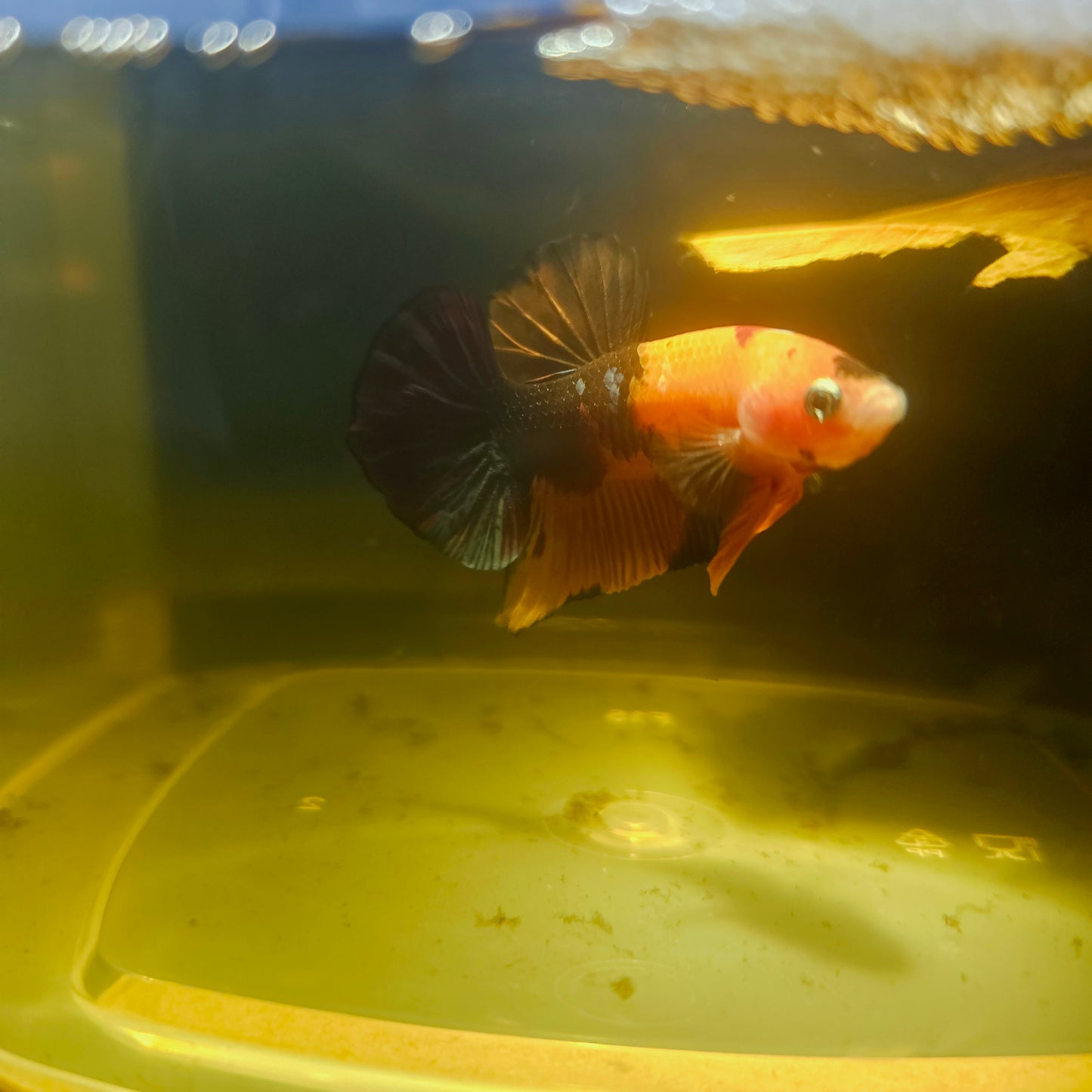 NEMO CANDY BETTA 260421