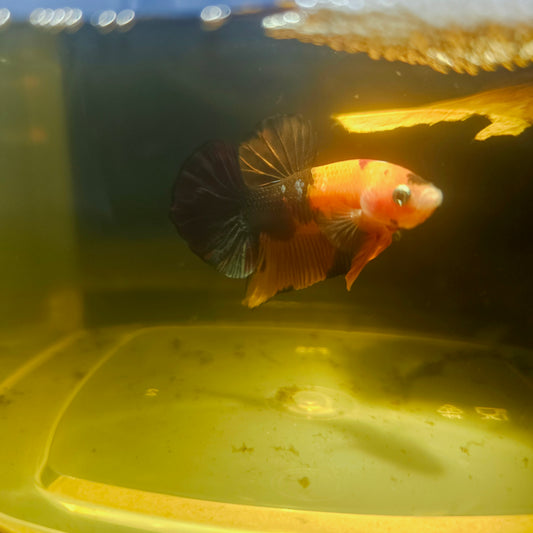 NEMO CANDY BETTA 260421