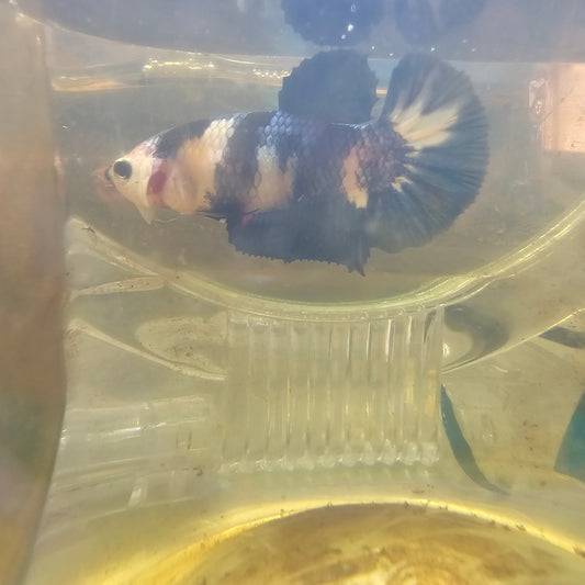 FULL COLOR YELLOW CANDY (BREEDING GRADE)/种母满色黄糖果251164