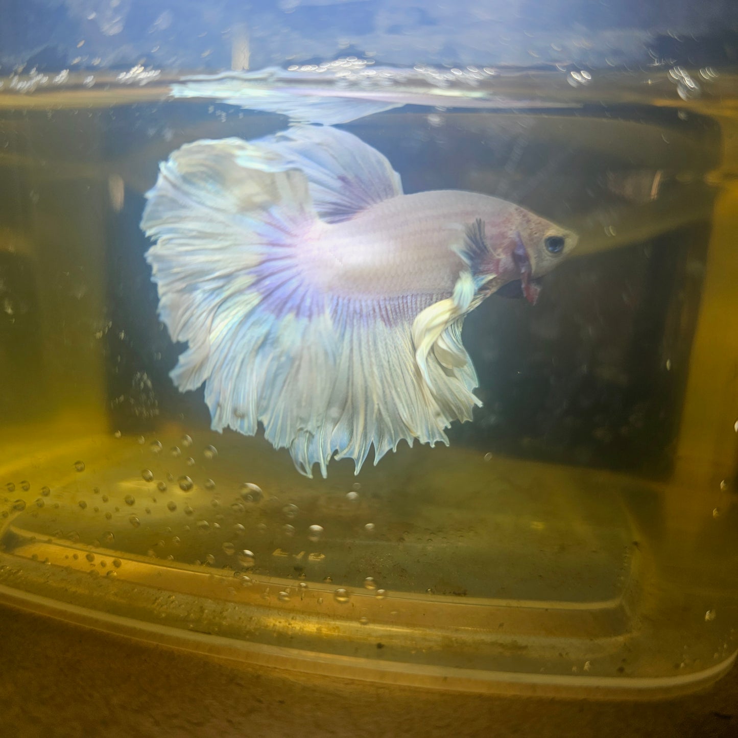 Light Color Maple Leaf Halfmoon Betta 2605A06