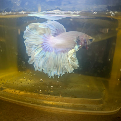 Light Color Maple Leaf Halfmoon Betta 2605A06
