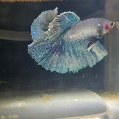 Light Color Rosetail Halfmoon Betta 2605A53