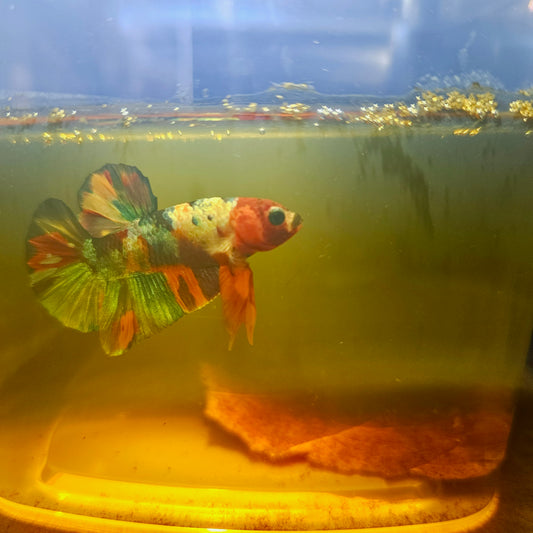 NEMO CANDY BETTA 260487