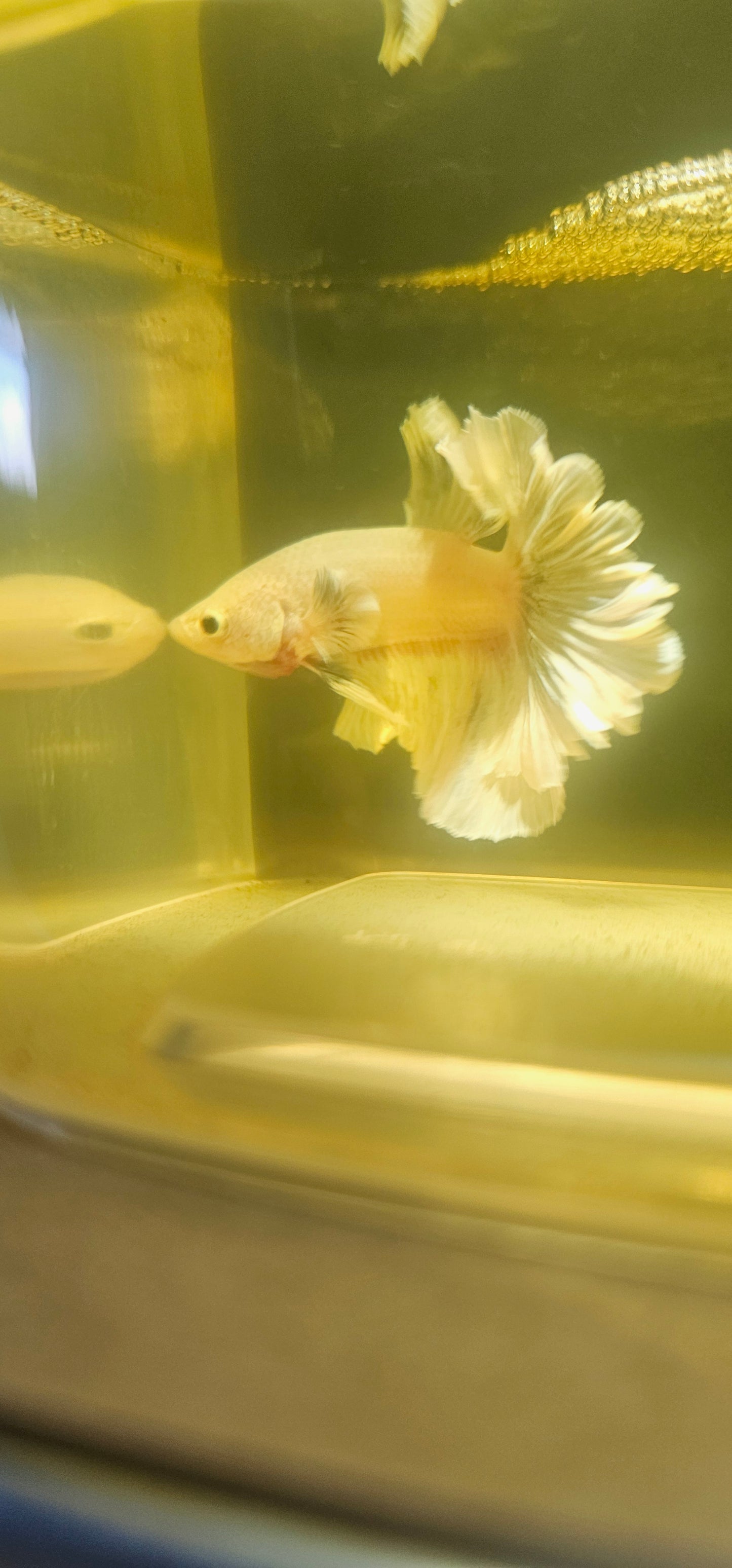 Light Color Dumbo Rosetail Halfmoon Betta 2605A02