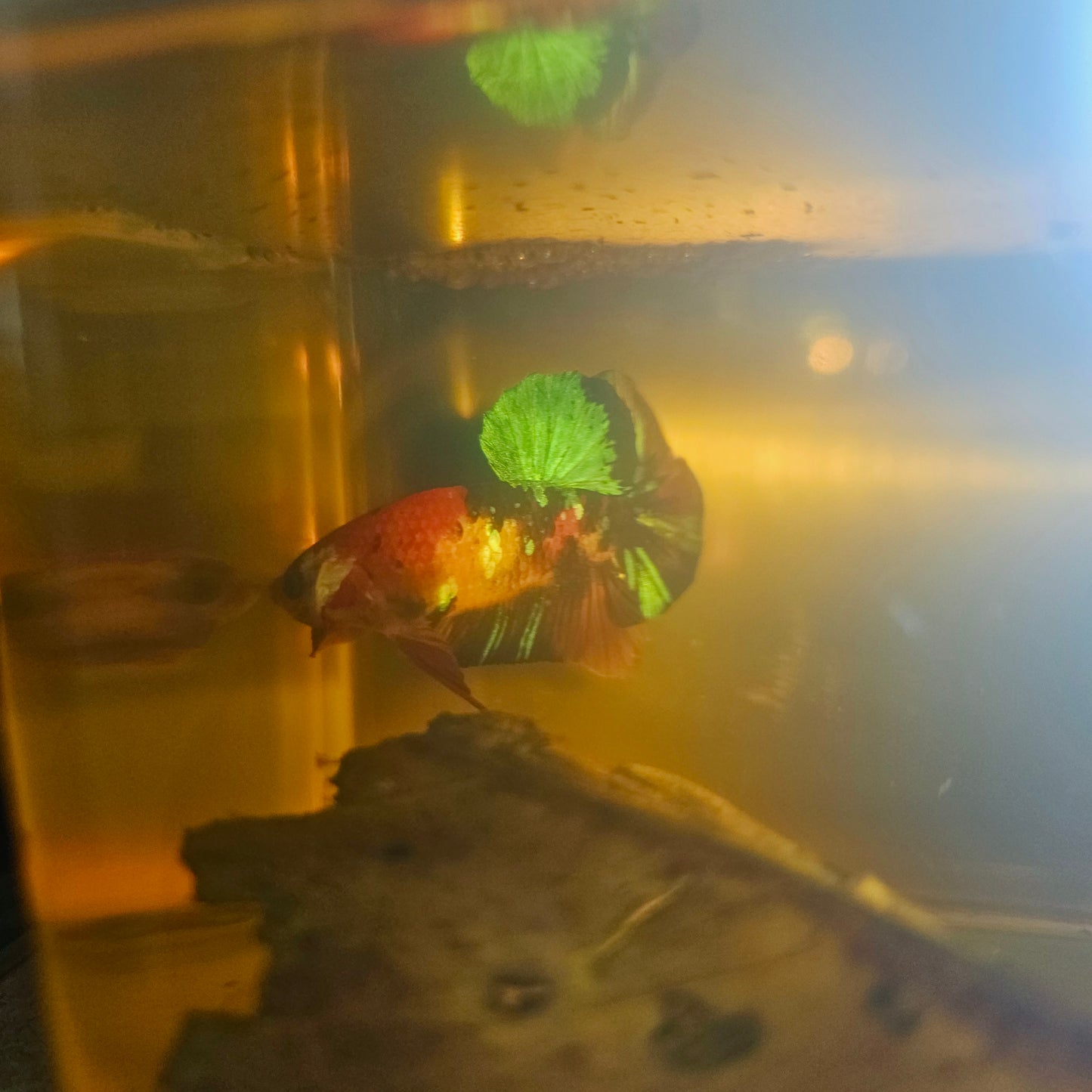 NEMO CANDY BETTA 260424