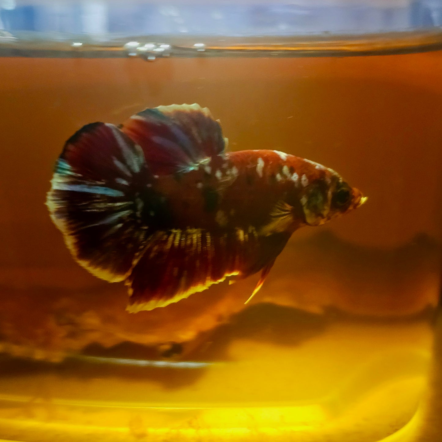 BARONGSAI BETTA 260469