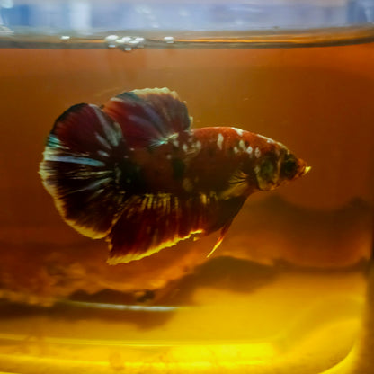 BARONGSAI BETTA 260469