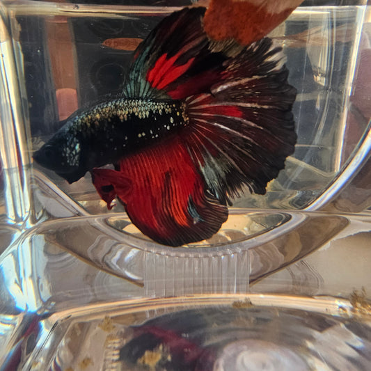 Halfmoon nero-rosso metallico (L OHM)250724