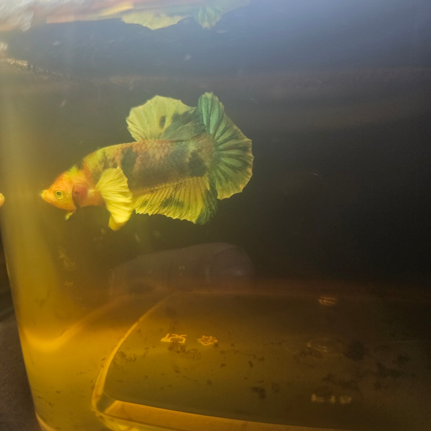 CANDY DUMBO BETTA 260402