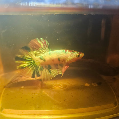 METALIC CANDY BETTA 260485