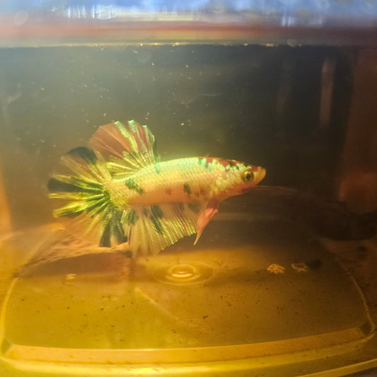 METALIC CANDY BETTA 260485
