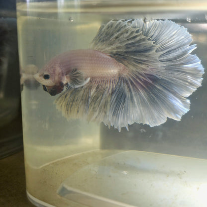 Light Color Dumbo Rosetail Halfmoon Betta 2605A10