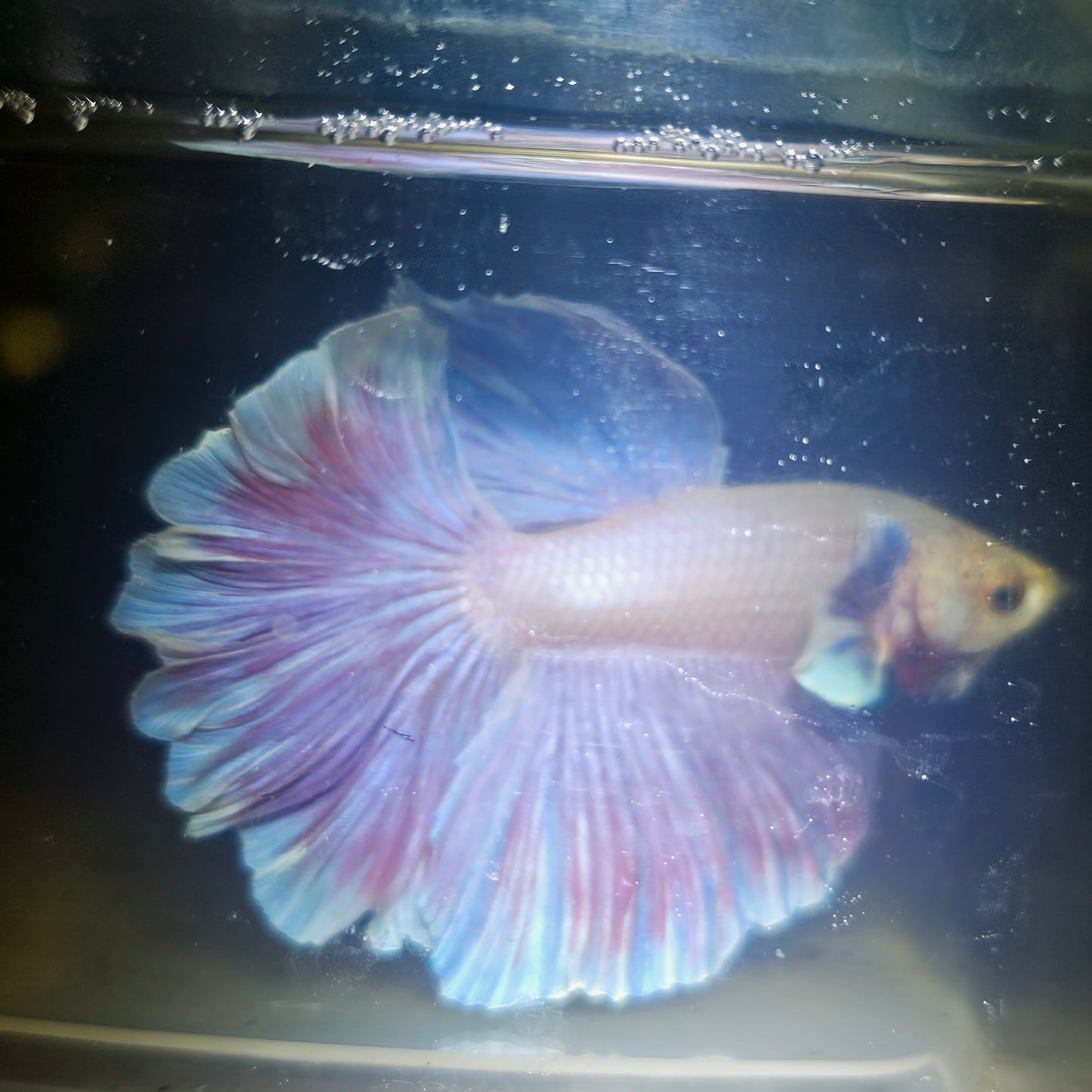 Light Color Dumbo Rosetail Halfmoon Betta 2605A12
