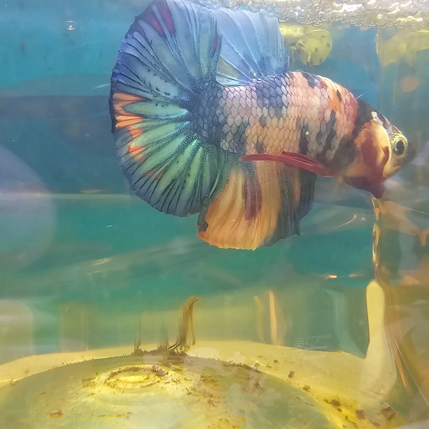 FULL COLO GALAXY CANDY HMPK/满色星河糖果251148