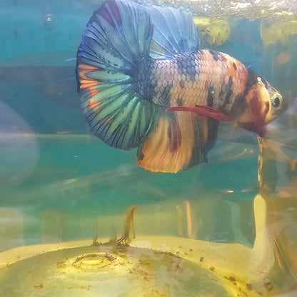 FULL COLO GALAXY CANDY HMPK/满色星河糖果251148