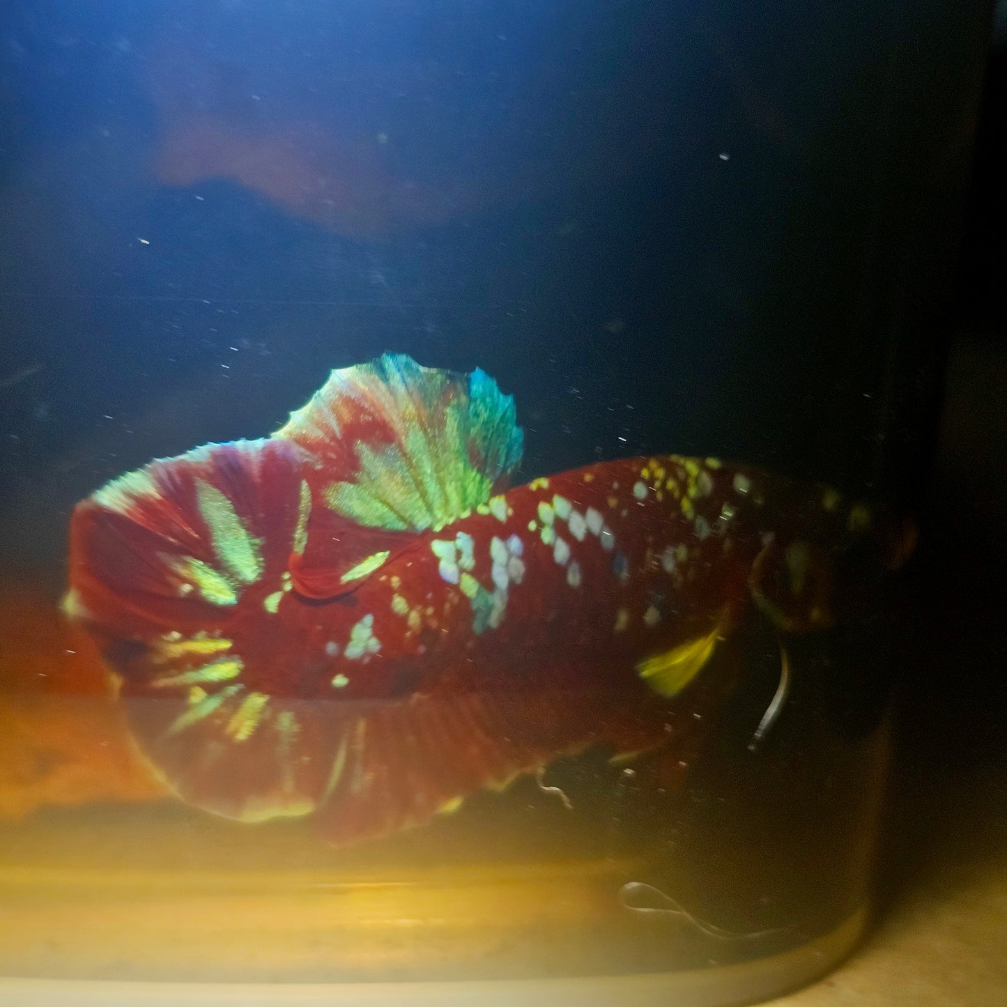 BARONGSAI BETTA 260496
