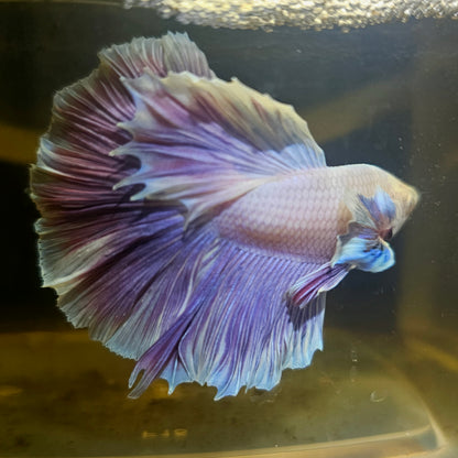 Dark Color Rosetail Halfmoon Betta 2605B45