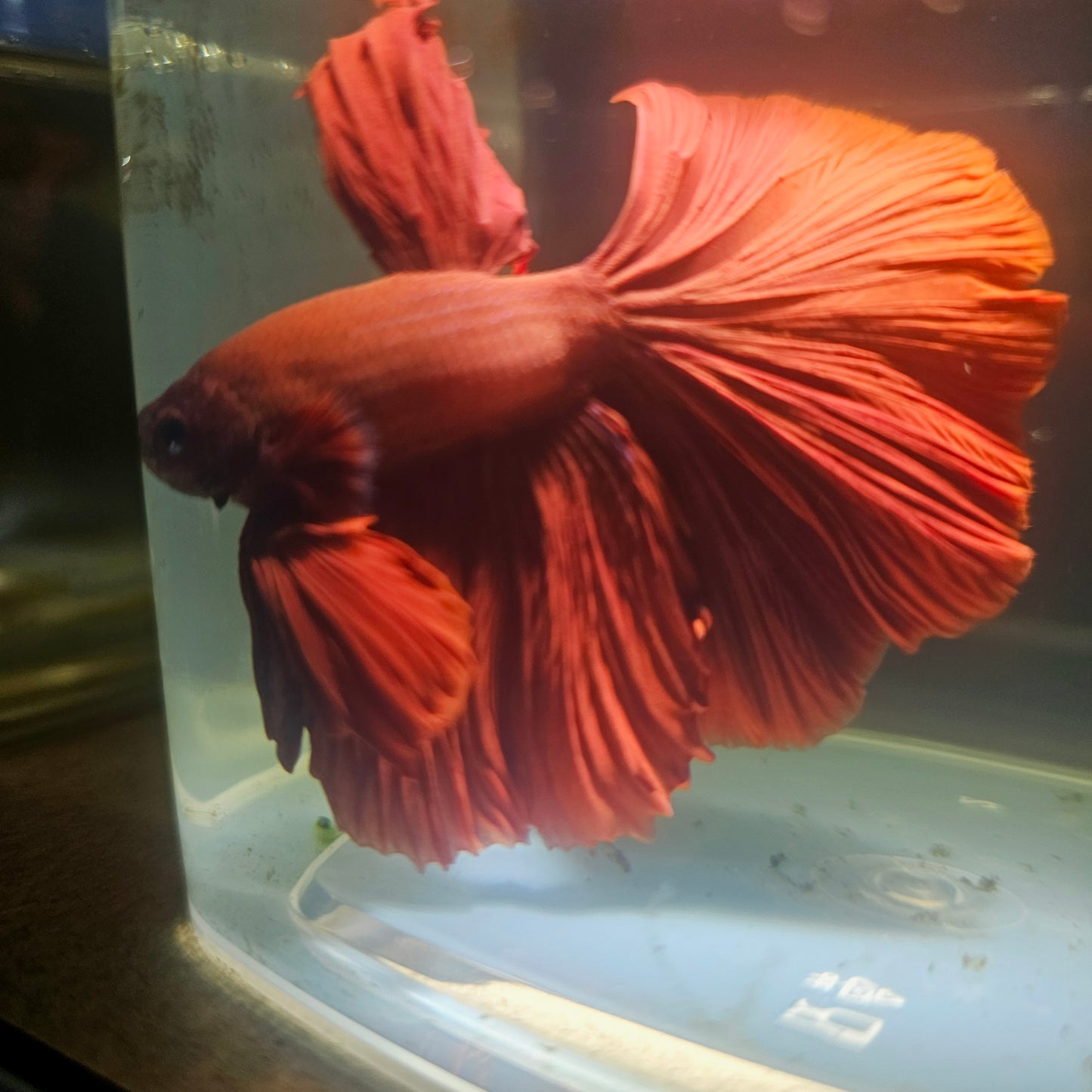 Giant Full Red Rosetail Halfmoon Betta(OHM) 2605A28