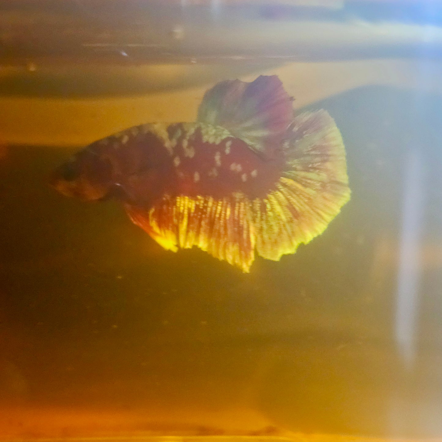 BARONGSAI BETTA 260461
