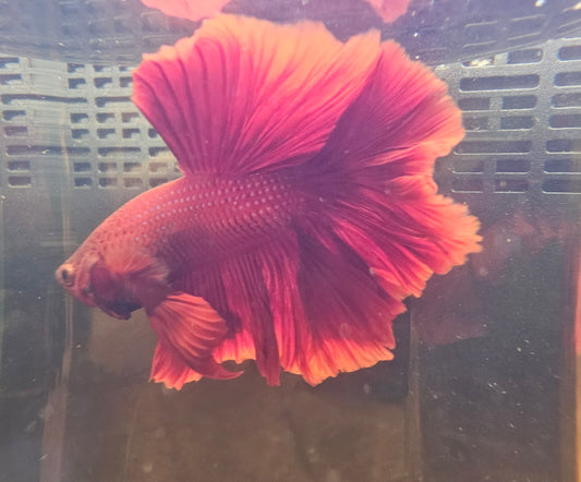 SUPER RED TAIL HALFMOON 02