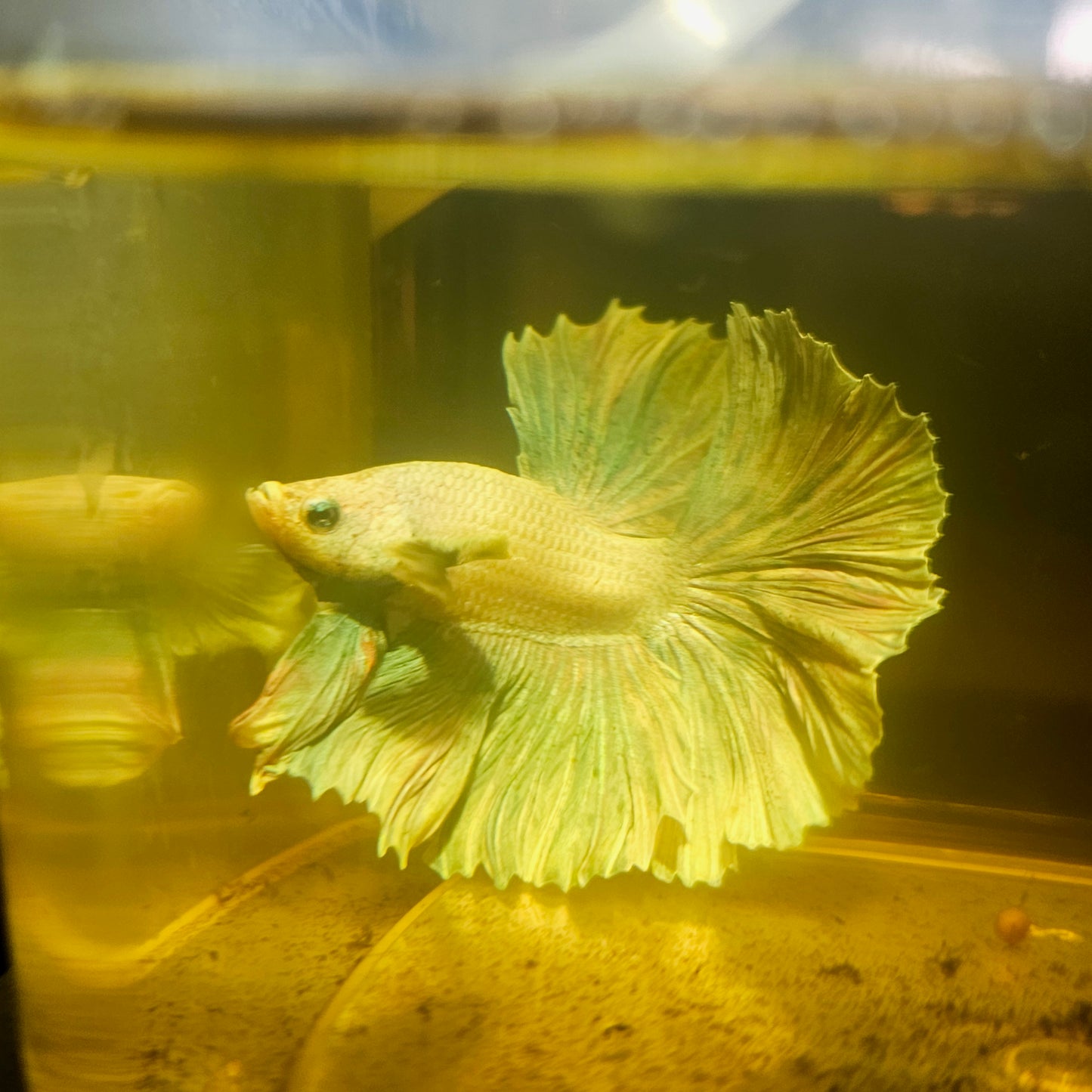 Light Color Dumbo Rosetail Halfmoon Betta(OHM) 2605A08