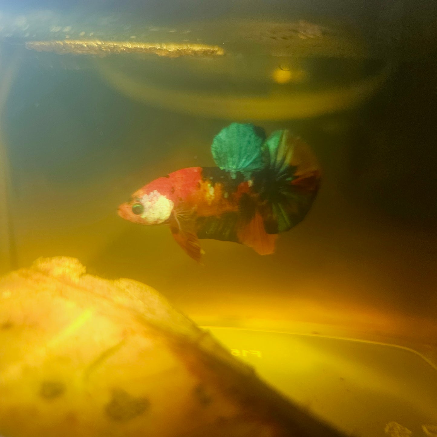 NEMO CANDY BETTA 260424