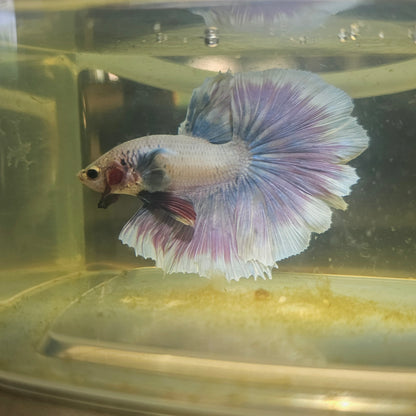 Purple White Rosetail Halfmoon Betta(OHM) 2605A09