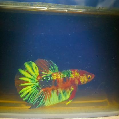 METALIC CANDY BETTA 260442