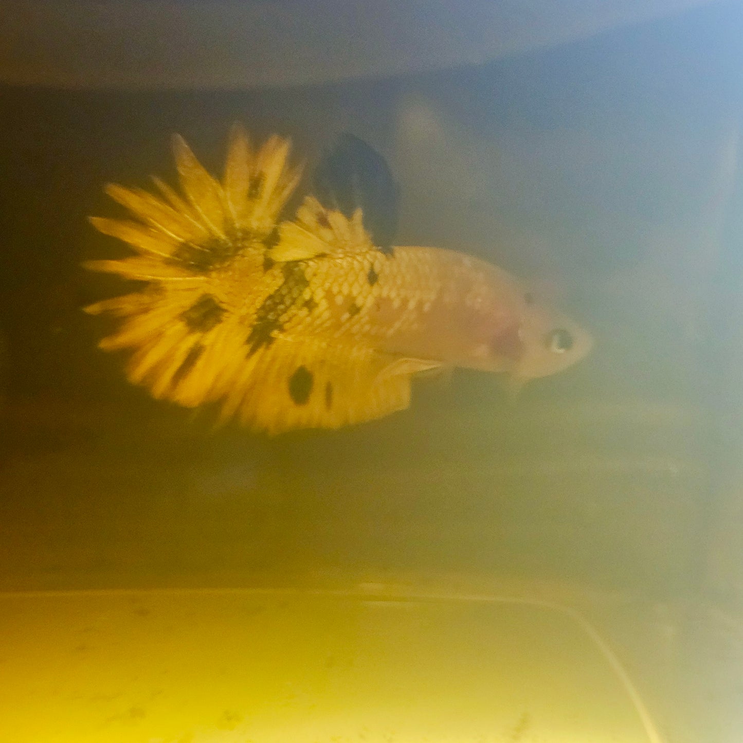 METALIC CANDY BETTA 260459