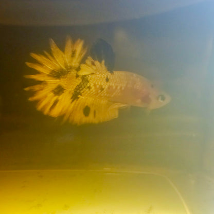 METALIC CANDY BETTA 260459