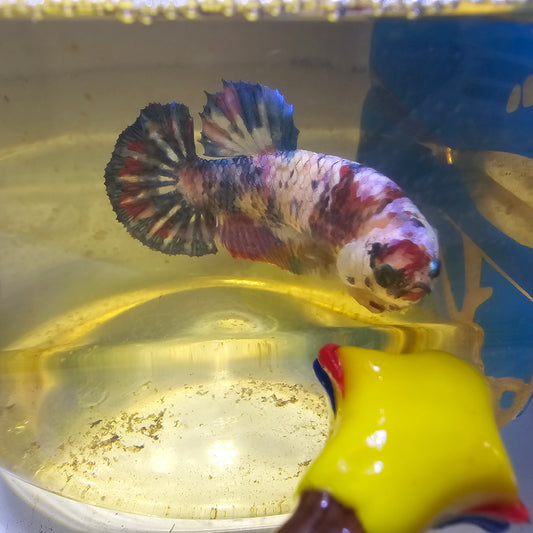 FULL COLOR CANDY （BREEDING GRADE

）/种母级满色糖果251106