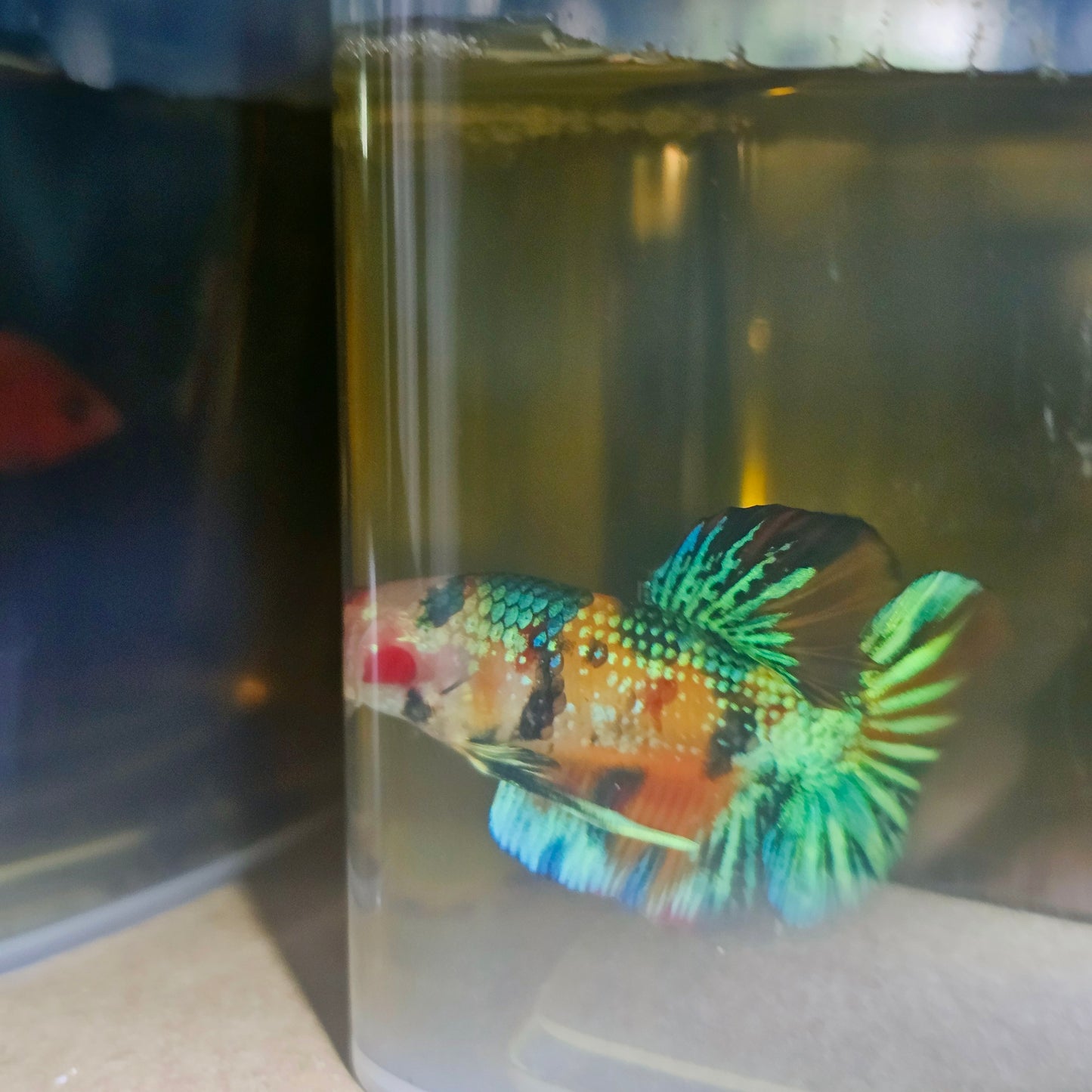 METALIC CANDY BETTA 260432