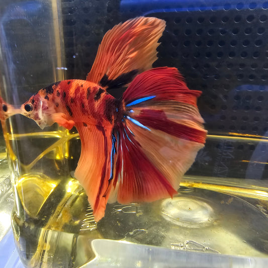 ROSSO CANDY HALFMOON (OHM) 0651
