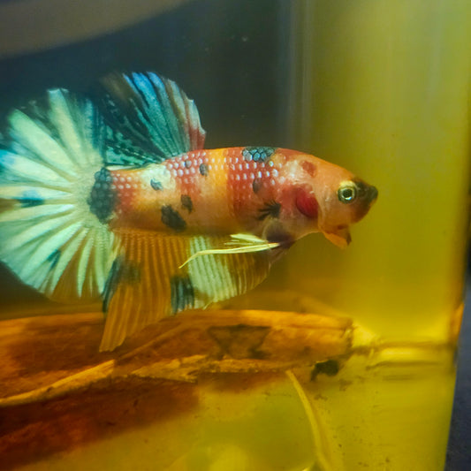METALIC CANDY BETTA 260428