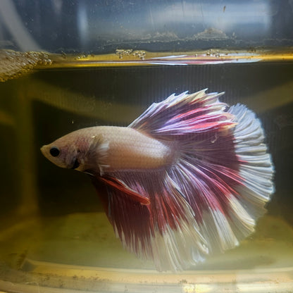 Purple White Rosetail Halfmoon Betta 2605A37
