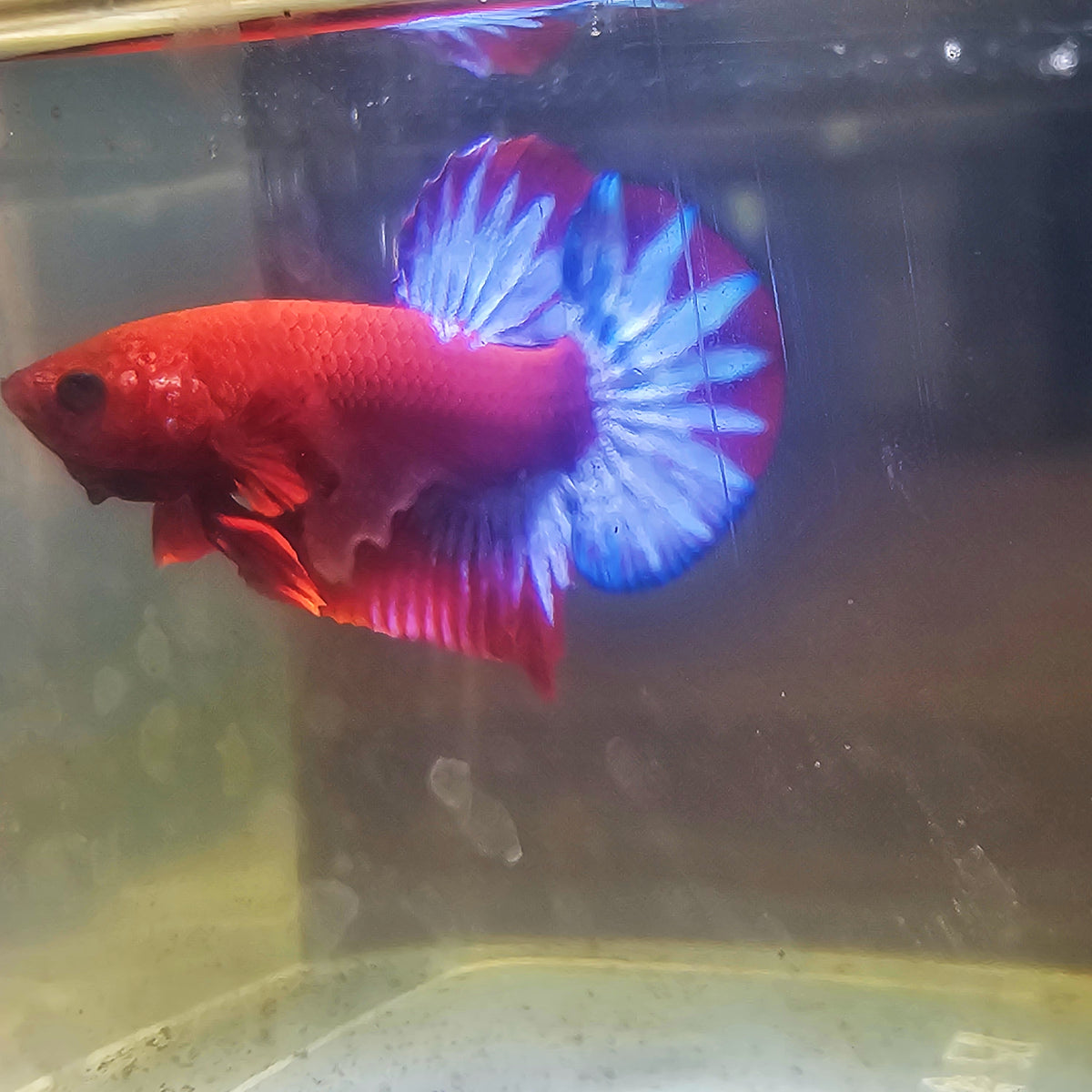 PAIR STAR TAIL HELL BOY BETTA 260902