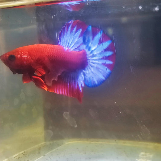 PAIR STAR TAIL HELL BOY BETTA 260902 premium Betta Fish