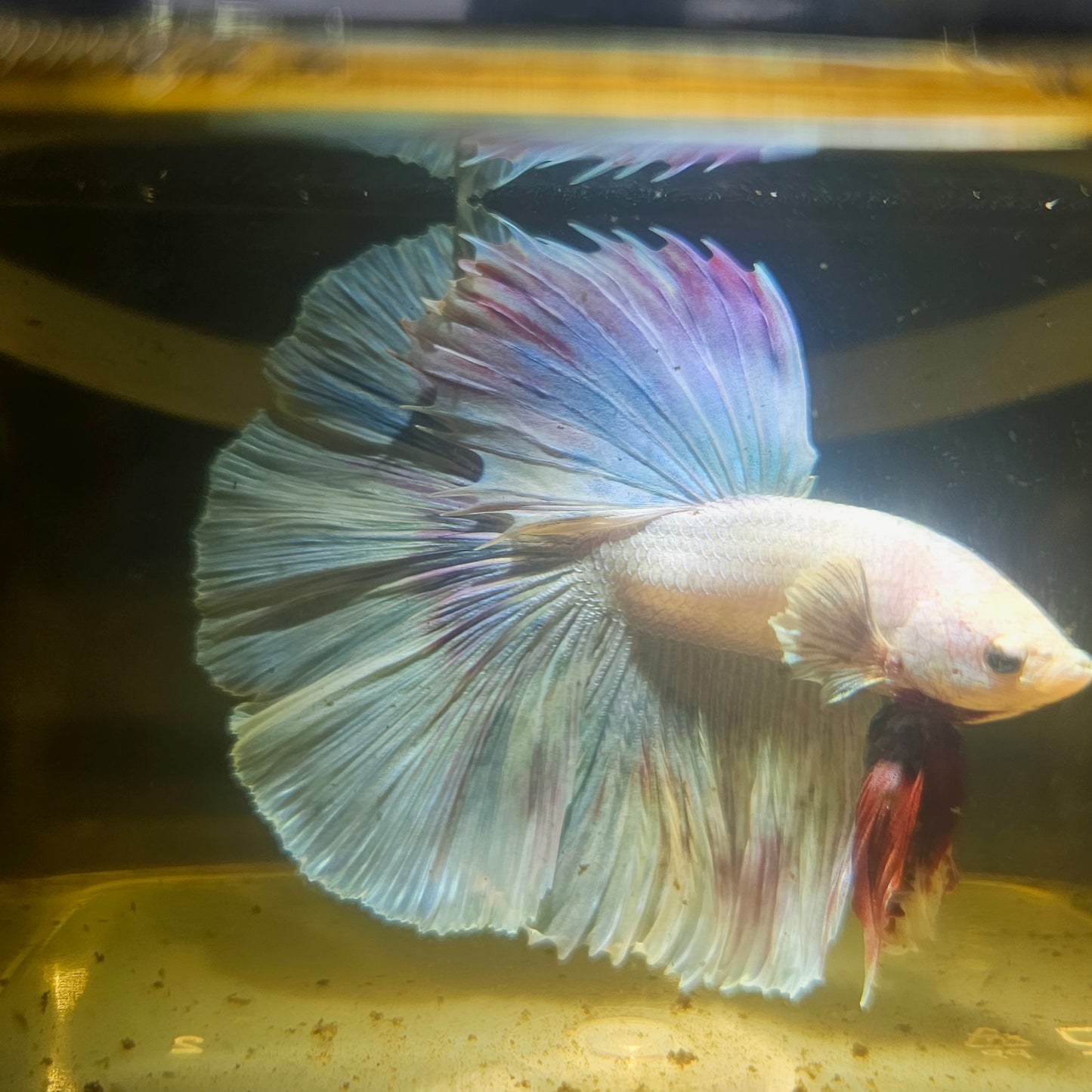 Light Color Dumbo Rosetail Dumbo Halfmoon Betta(OHM) 2605B57