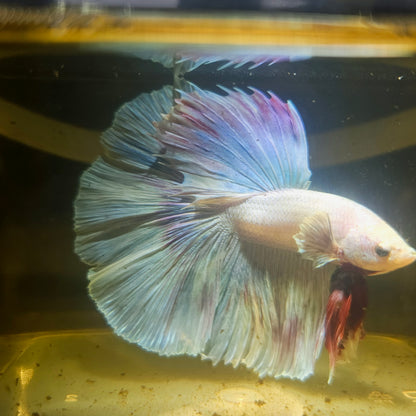 Light Color Dumbo Rosetail Dumbo Halfmoon Betta(OHM) 2605B57