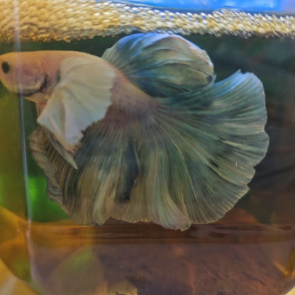 WHITE BLIUE DUNBO HALFMOON/ 湖蓝色大耳半月251054
